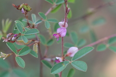 Desmodium biarticulatum